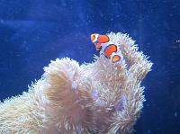 IMG_1301 Nemo fish